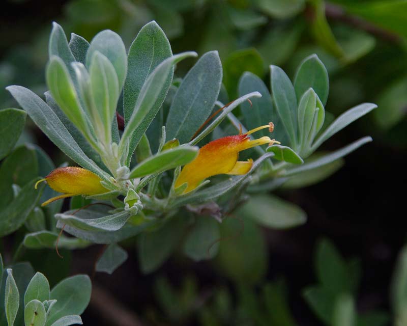 Eremophila Glabra Amber Carpet has yellow flowers with red flare on upper petal